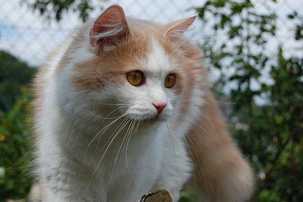 Charming Boy mit einem Jahr.jpg